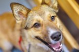 Terapie cu animale -  Câini pentru oameni