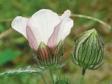 ZĂMOŞIŢA, buruiana rinichilor (Hibiscus trionum)