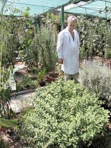 Din reţetele domnului farmacist Bobaru: Plante aromatice - ROINIŢA (lămâiţa, iarba stuparilor)