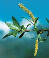 Din reţetele domnului farmacist Bobaru: SALCIA (Salix alba)