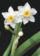 Flori de leac: Narcisa şi Lăcrămioara