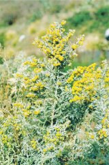 Din reţetele domnului farmacist Bobaru: PELINUL (Artemisia absinthium)