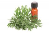 Din reţetele domnului farmacist Bobaru: PELINUL (Artemisia absinthium)