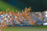 Fabuloasa lume a insectelor: Enigmaticele furnici