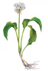 Din reţetele domnului farmacist Bobaru: LEURDA (Allium ursinum)