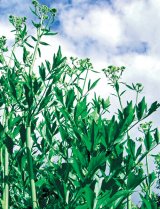 Puterea verdelui: Frunzele de leuştean (Levisticum officinale)
