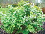 Puterea verdelui: Frunzele de leuştean (Levisticum officinale)