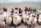 Ciobani fără frontiere - Novăcenii