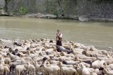 Ciobanii vindecători din Varlaam