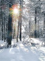 Leacurile de iarnă ale pădurii