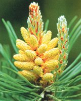 Puterea vindecătoare a copacilor - PINUL (Pinus)