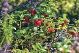 Merişoarele de munte - fructe mici, cu virtuţi imense pentru sănătate