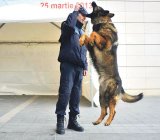 Balada câinelui poliţist