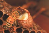 Produsul apicol care salvează vieţi: Lăptişorul de matcă în miere