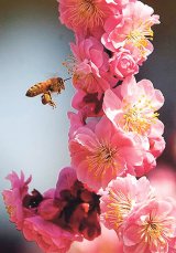 Produsul apicol care salvează vieţi: Lăptişorul de matcă în miere (2)
