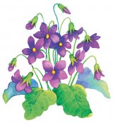 Sănătate cu flori - Violetele, năstureii şi ciuboţica-cucului
