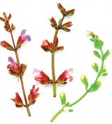 Salvia - planta care salveaza viata