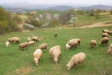 Bulgarii ne lasa repetenti si la agricultura