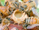 Scleroza in placi poate fi vindecata cu tratamente apicole