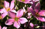 Sanatate din petale de flori: terapia BACH