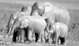 Povesti triste cu elefanti