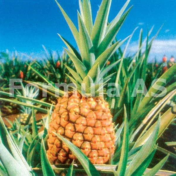 ananasul ajuta viermii)